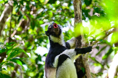 Madagascar Made Easy Deluxe image 2