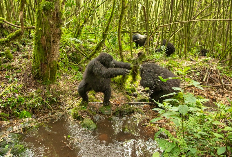 Rwanda Gorilla Express image 1