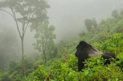 Rwanda Gorilla Express image 2