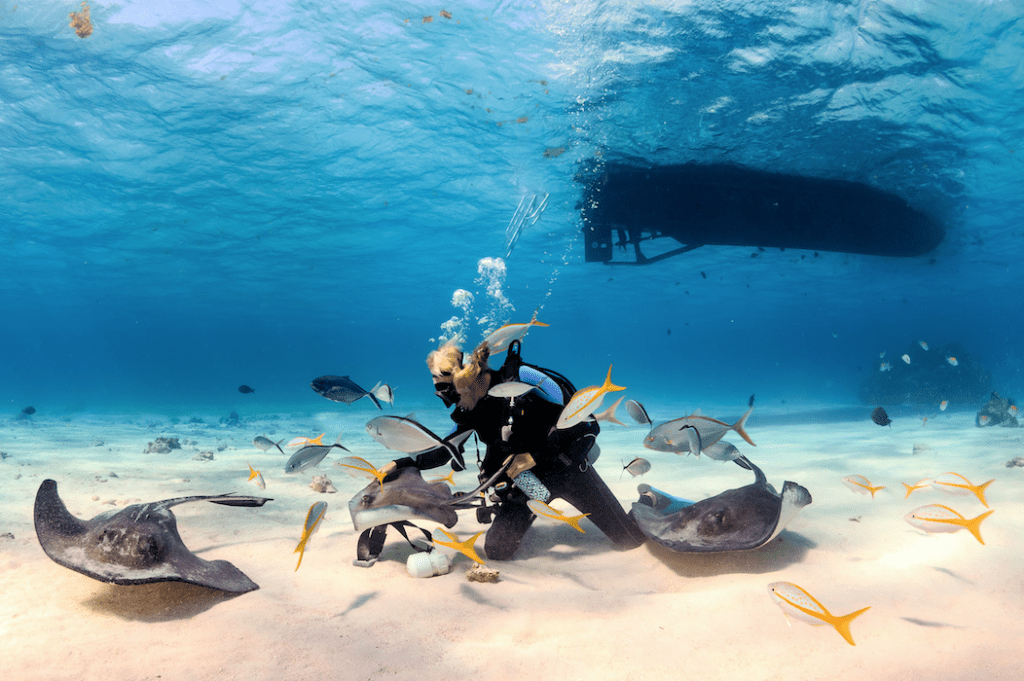 Stingray City, Cayman Islands