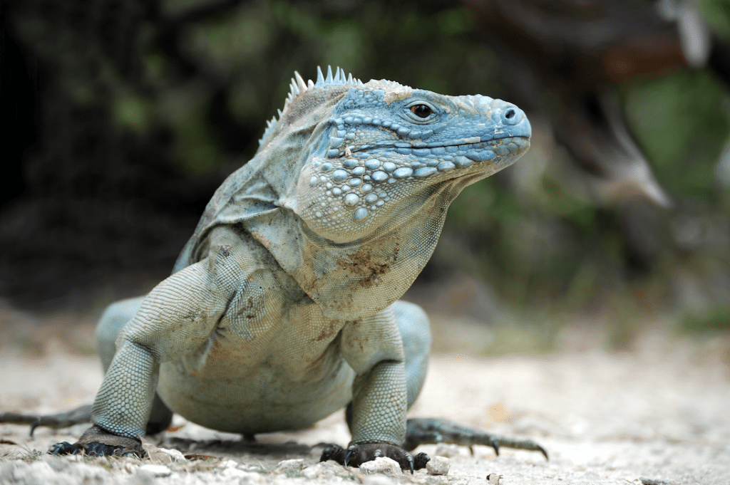 Blue Iguana, Grand Cayman