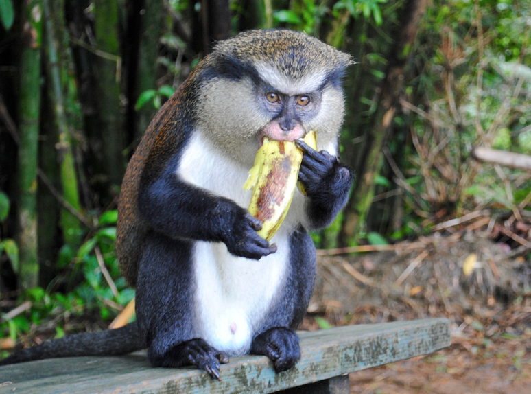 Mona Monkey, Grand Etang National Forest, Grenada