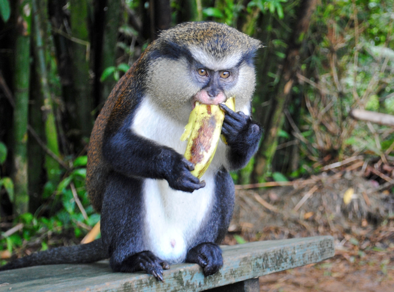 Mona Monkey, Grenada