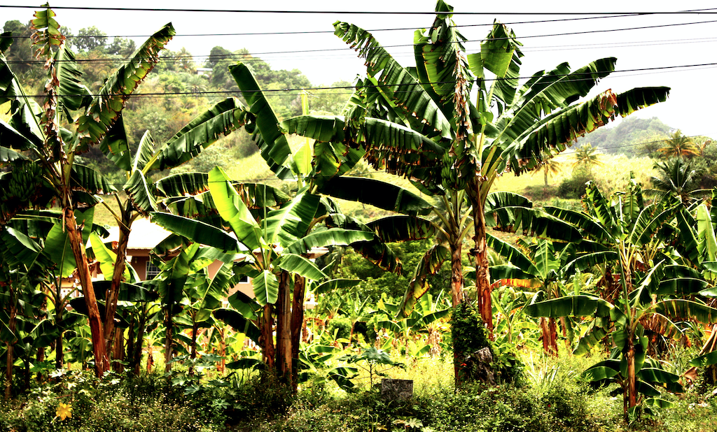 Banana Trees, St Vincent & The Grenadines