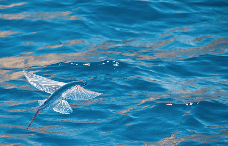 Flying Fish, Barbados