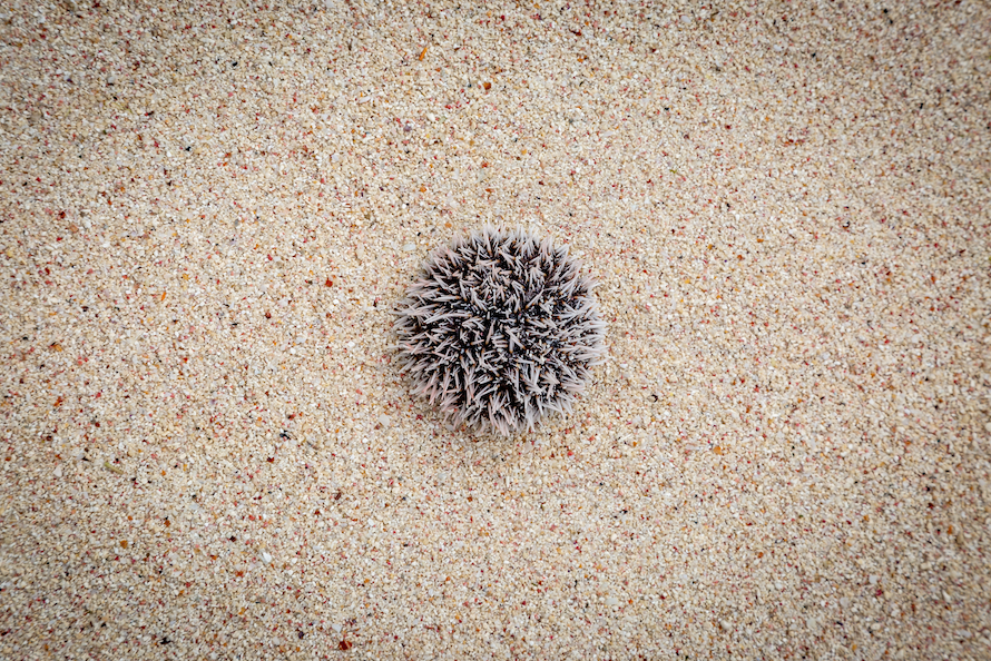Sea Urchin, Barbados