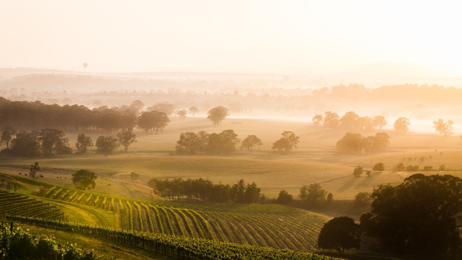 Misty Vineyards in Hunter Valley, New South Wales, Australia