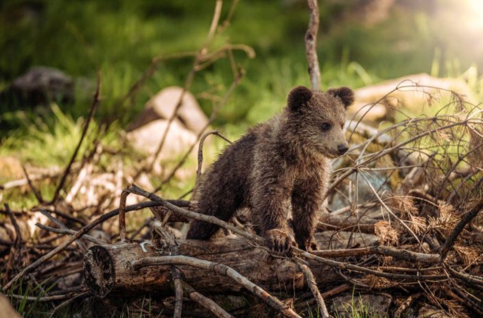 Grizzly Bear, Canada