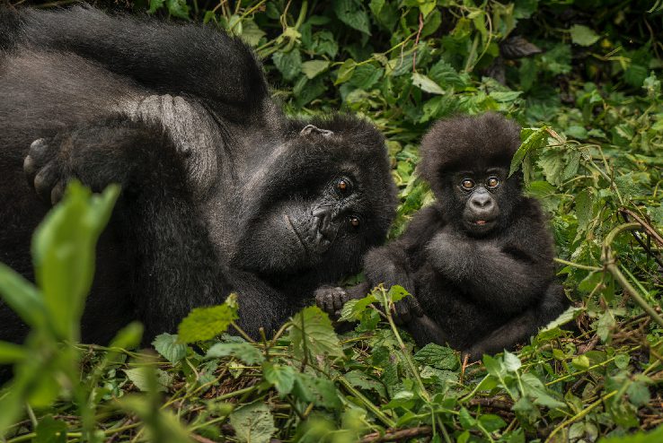 Gorilla Trekking, One&Only Gorillas nest, Rwanda