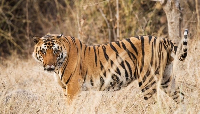 Tiger in Kanha National Park, India