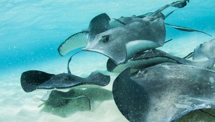 Stingray City Antigua