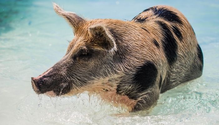 Swimming pigs on the beach in the Bahamas, Caribbean