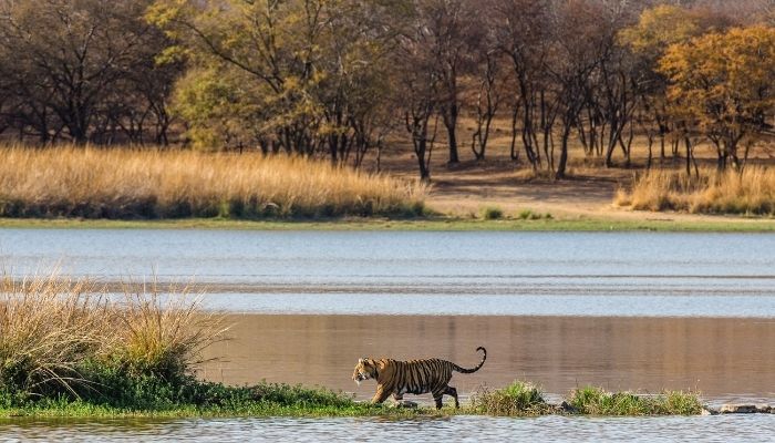Tiger by the Water in India