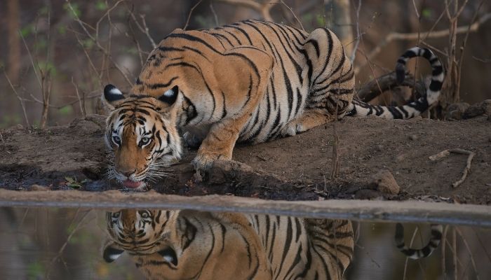 Tiger drinking water at Pench National Park