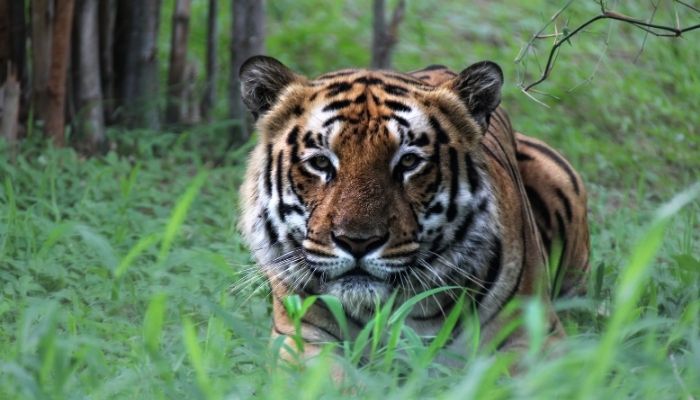 Tiger in the grass in India