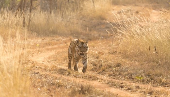 Tiger on road in Satpura National Park