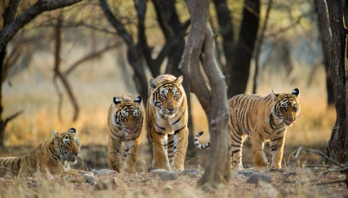 Tigers in India