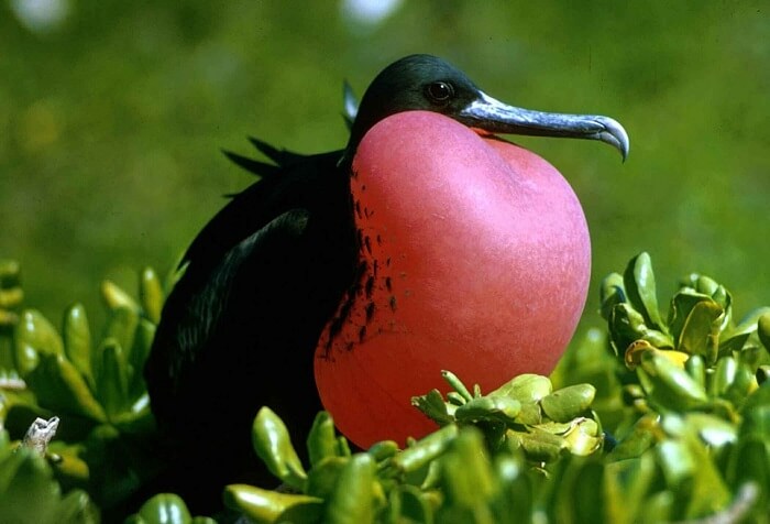 Frigate bird