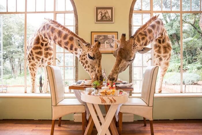 Breakfast with Giraffe's 