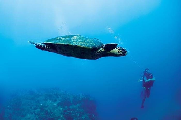 Swimming with turtles, Constance Halaveli