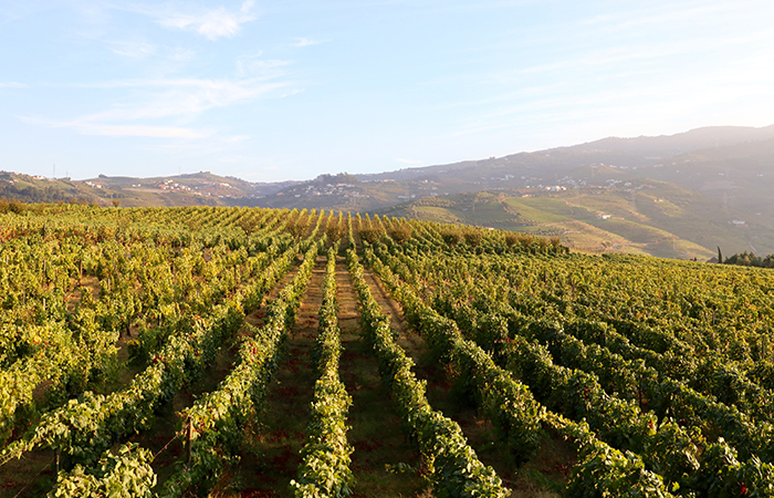 Vineyard at Duoro Valley, Portugal