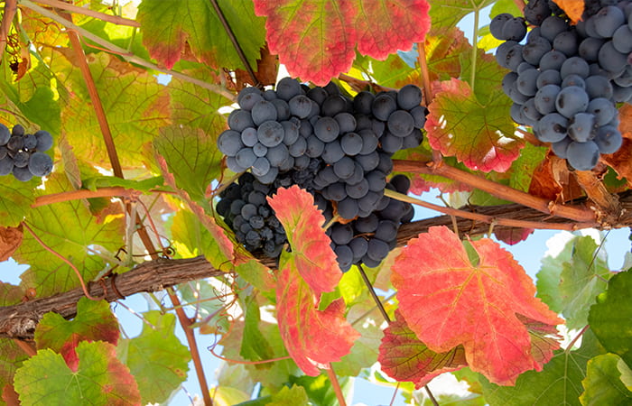 Grapes at Vineyard in Duoro Valley, Portugal