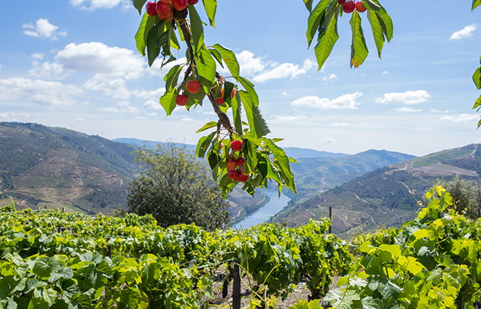 View from Casal de Loivos, Duoro Valley, Portugal