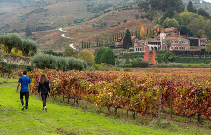 Vineyard Walk in Duoro Valley, Portugal