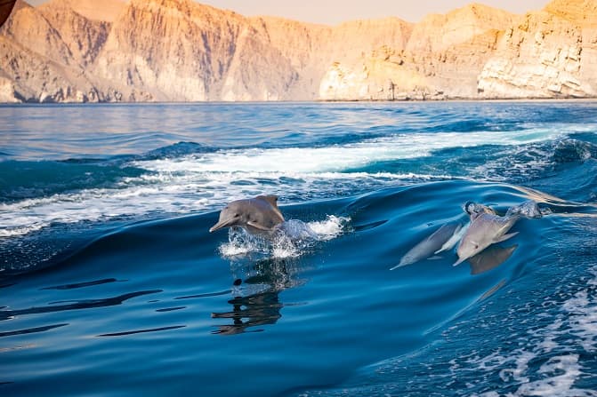 Dolphin Cruises in Oman