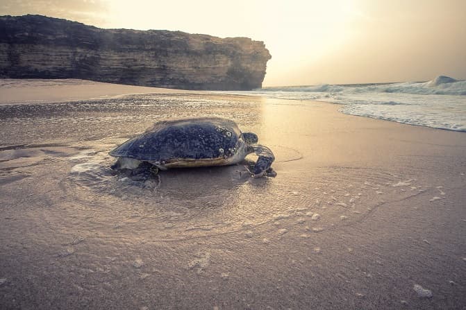 Turtles laying their eggs at Ras Al Jinz Turtle Reserve, Oman