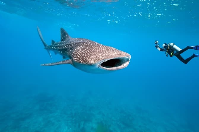 Scuba Diving with Whale Sharks around Daymaniyat Islands, Oman