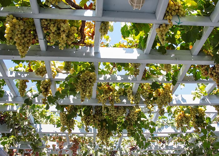 Grapes hanging from white pergola, Santorini, Greece