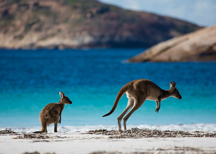 Kangaroos, Western Australia