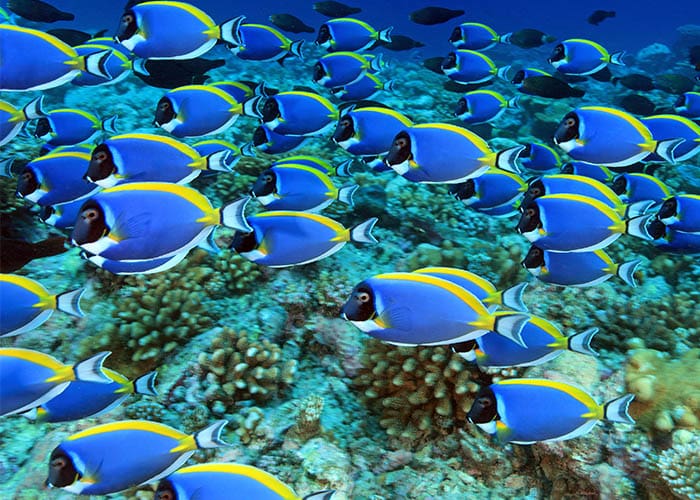 Snorkelling and Diving in the Maldives