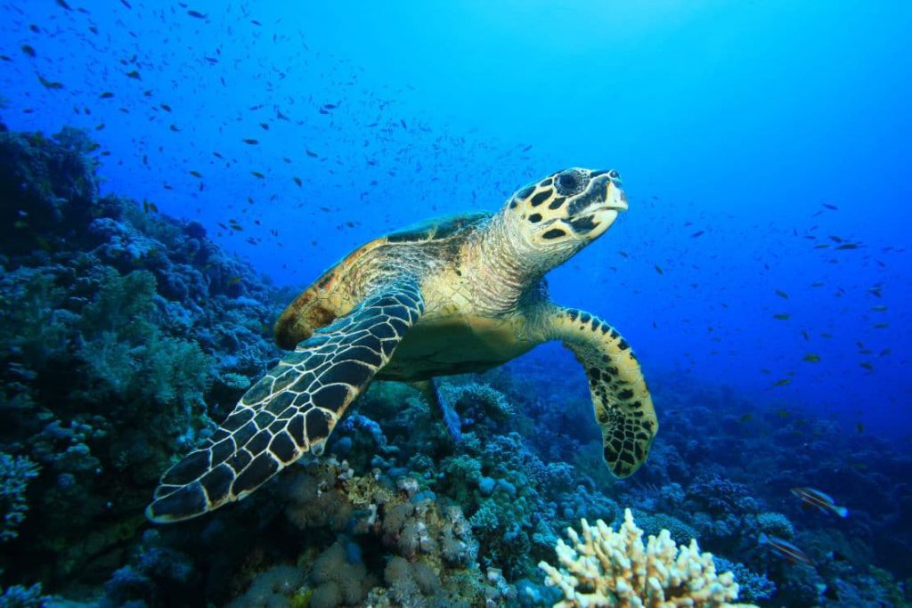 Hawksbill Turtle swimming in the Indian Ocean
