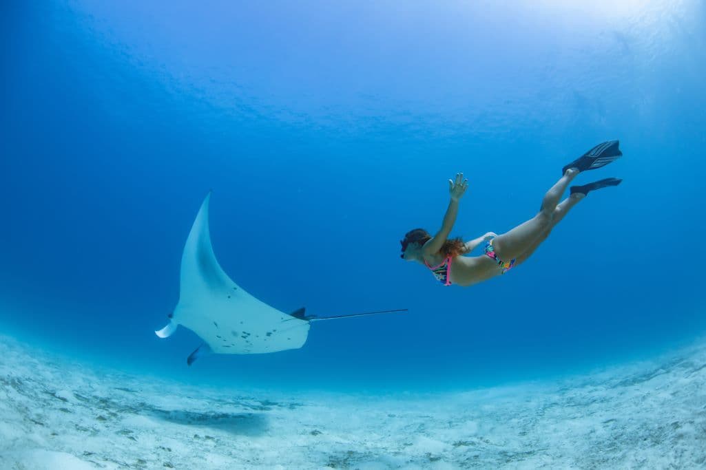 Girl snorkelling with manta ray