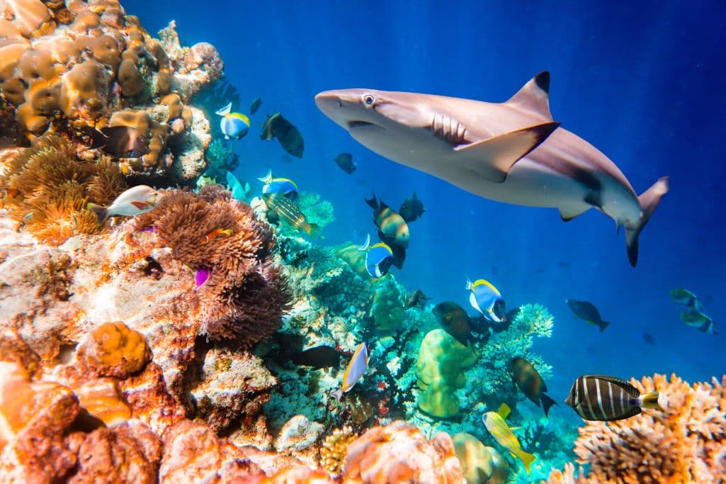 Reef shark swimming above coral reef