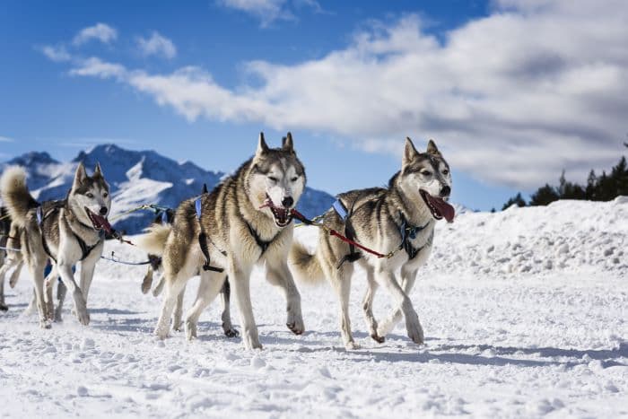 Exterior dog sledding in the French Alps