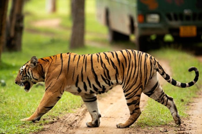 Bengal tiger crossing dirt road