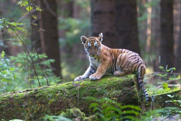 Tiger cub in forest