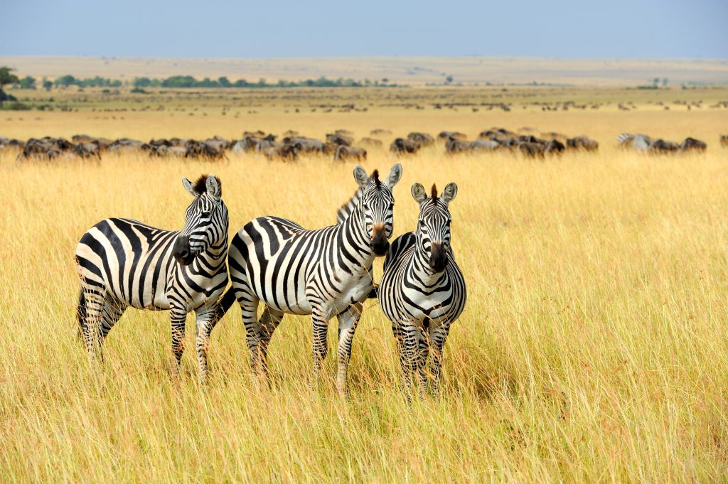 Zebras in South Africa. 