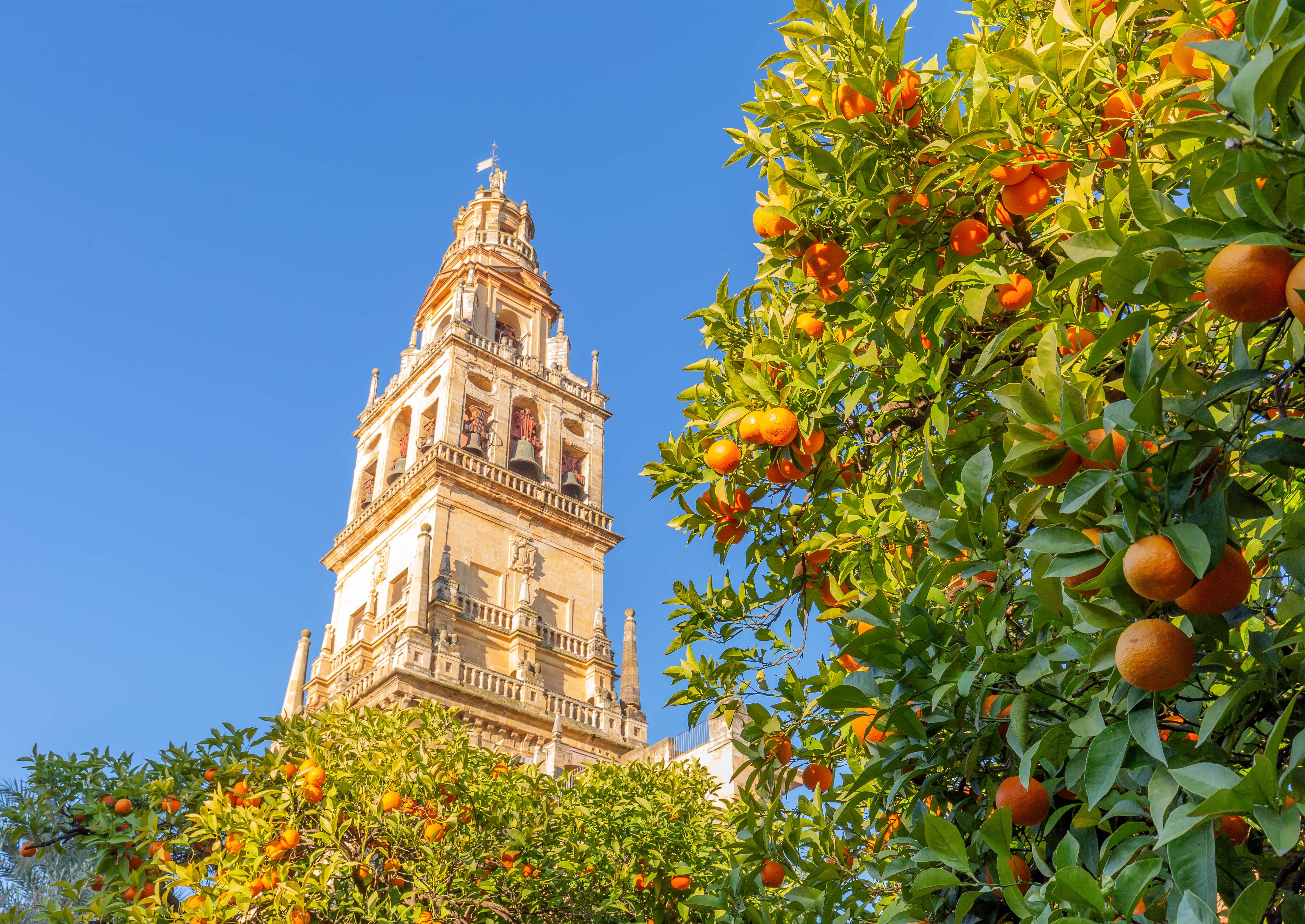 Church in Seville with iconic orange tree